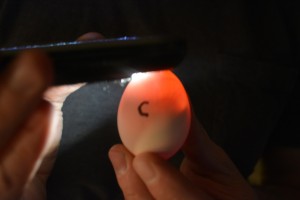 Candle Egg C