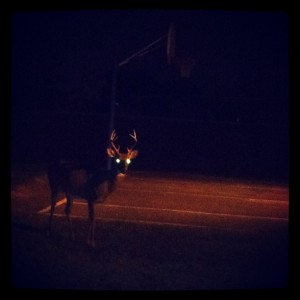 Deer_night_eyes