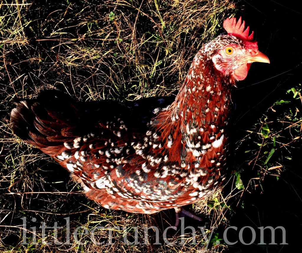 speckled_sussex_hen