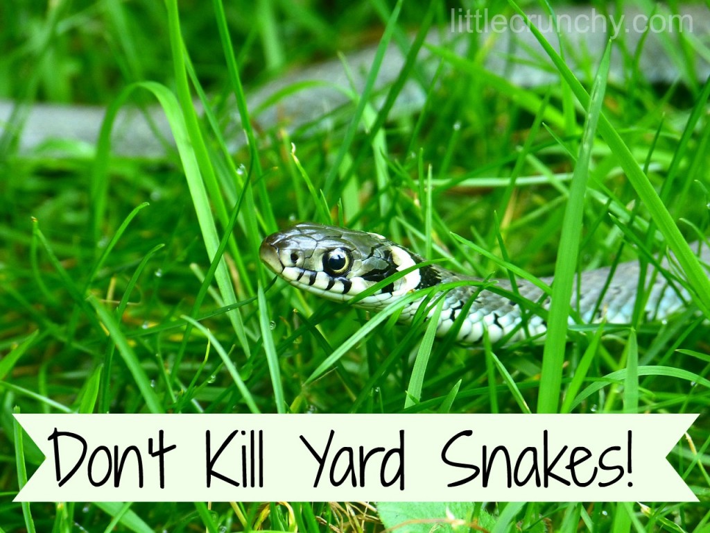 snake in your yard safe or not