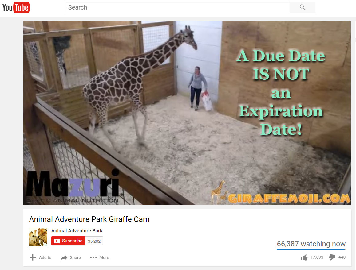 Giraffe_pregnancy_April