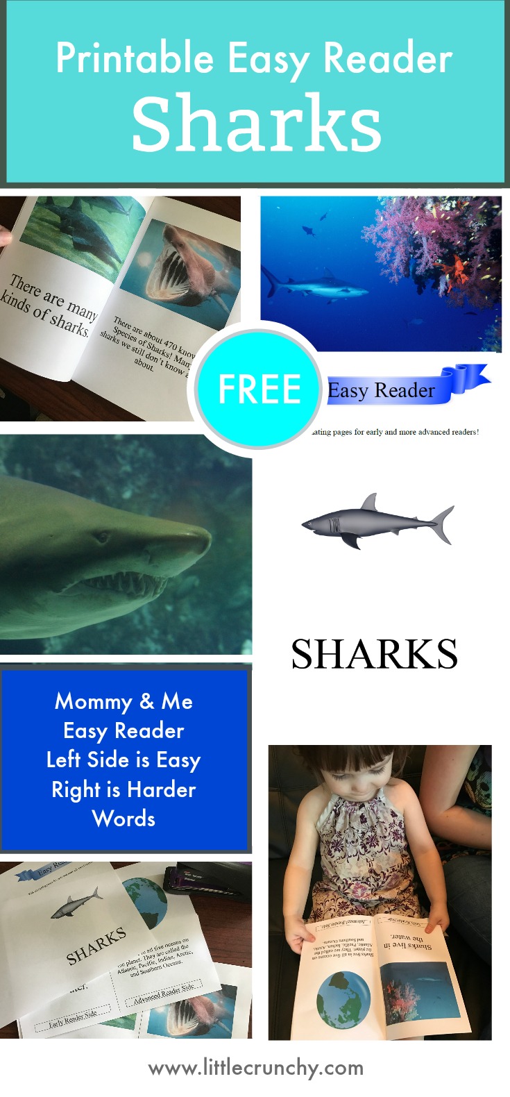 Free Printable Easy Reader Sharks Kindergarten Summer Reading