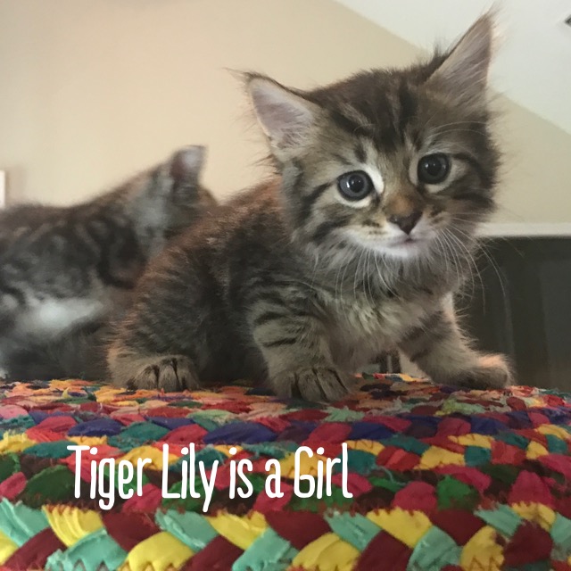 6 week old female tabby tiger face